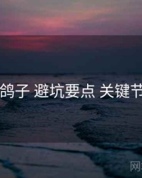 电鸽子 避坑要点 关键节点